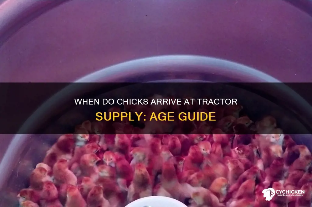 what age are chicks at tractor supply