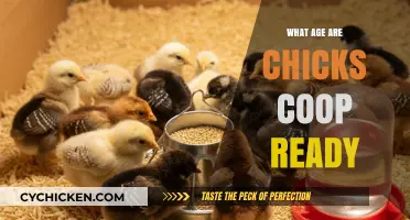 Coop-Ready Chicks: The Ultimate Guide to Poultry Parenting