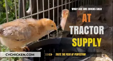 When Can You Buy Chicks at Tractor Supply: Age Guide