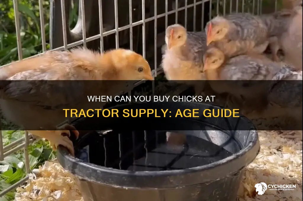 what age are chicks sold at tractor supply
