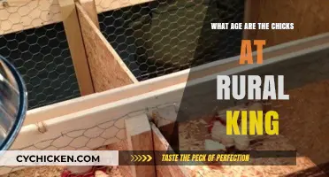 Rural King Chicks: Understanding Their Age and Care Requirements