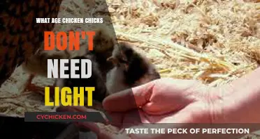 When Can Chicks Thrive Without Constant Light? Age Guide