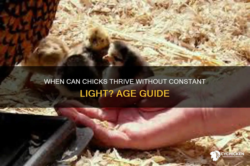 what age chicken chicks don