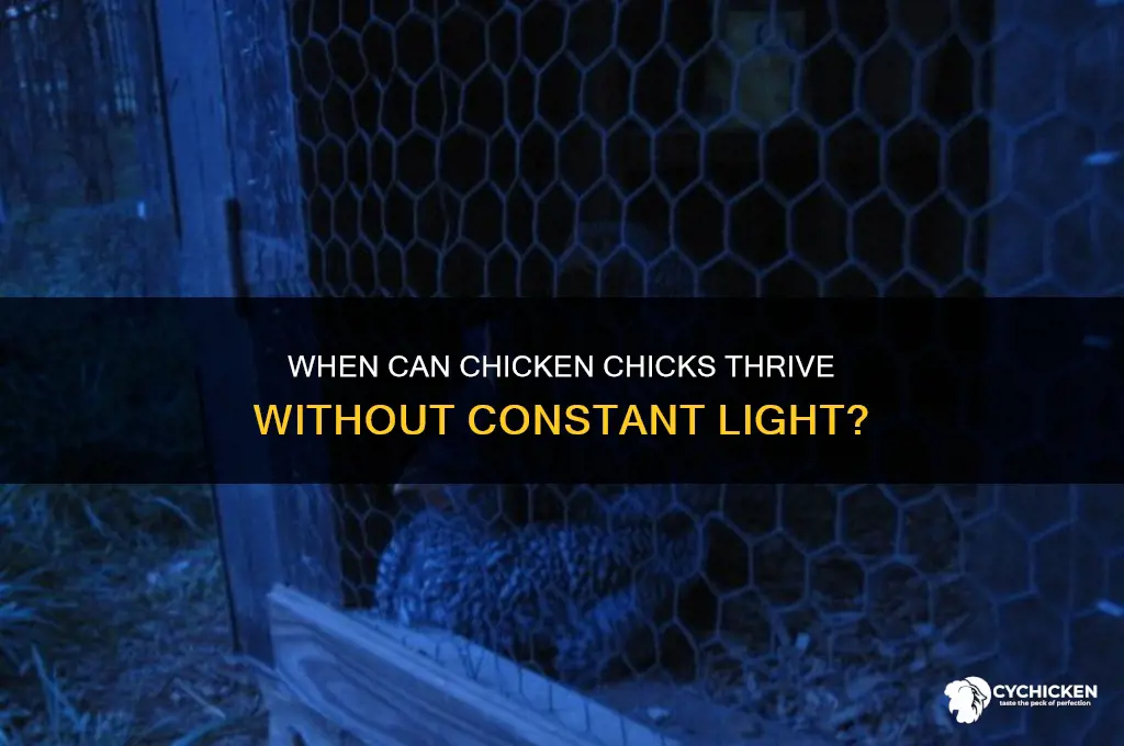 what age chicken chicks dont need ligth