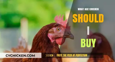 Choosing the Right Chicken Age: A Buyer's Guide for Quality Poultry