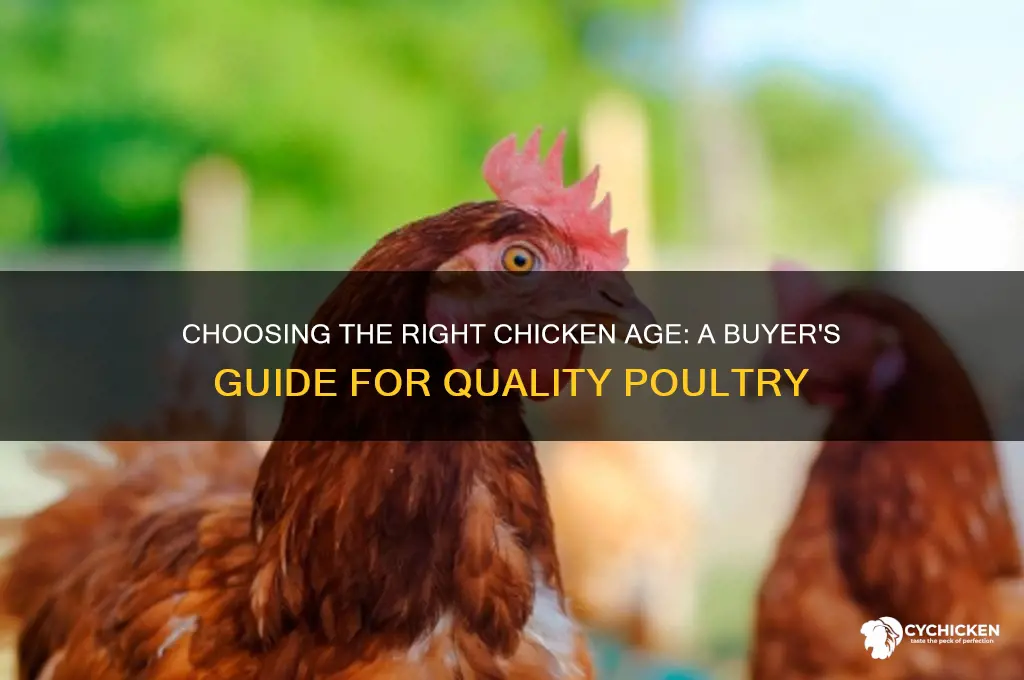 what age chicken should i buy