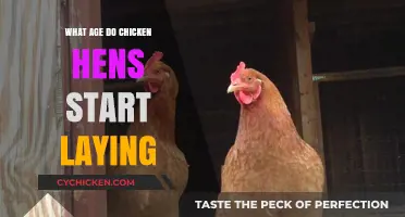 When Do Hens Begin Laying Eggs: A Guide to Chicken Maturity
