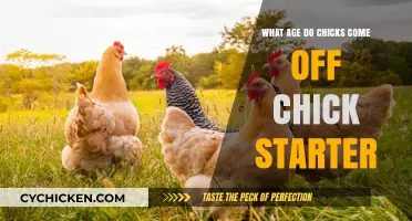 When to Transition Chicks from Starter Feed: A Complete Guide