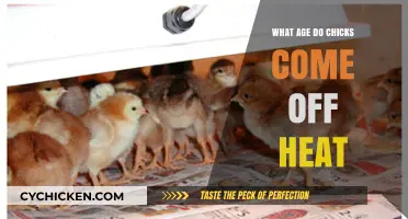 Understanding When Chicks Naturally Transition Off Heat: A Guide