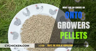 When to Transition Chicks to Grower Pellets: A Guide