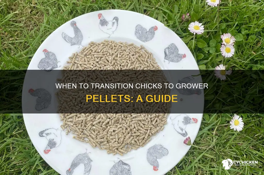 what age do chicks go onto growers pellets