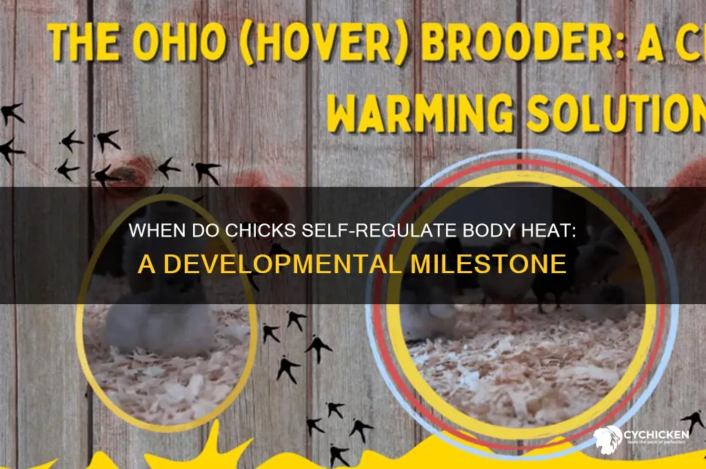 what age do chicks keep themswlves warm