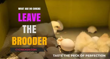 When Do Chicks Graduate: Leaving the Brooder Timeline Explained