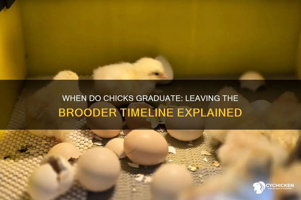 what age do chicks leave the brooder