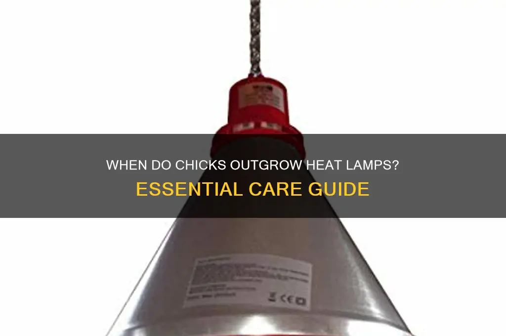 what age do chicks need heat lamp