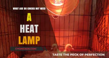 Heat Lamps: When Do Chicks Outgrow Them?