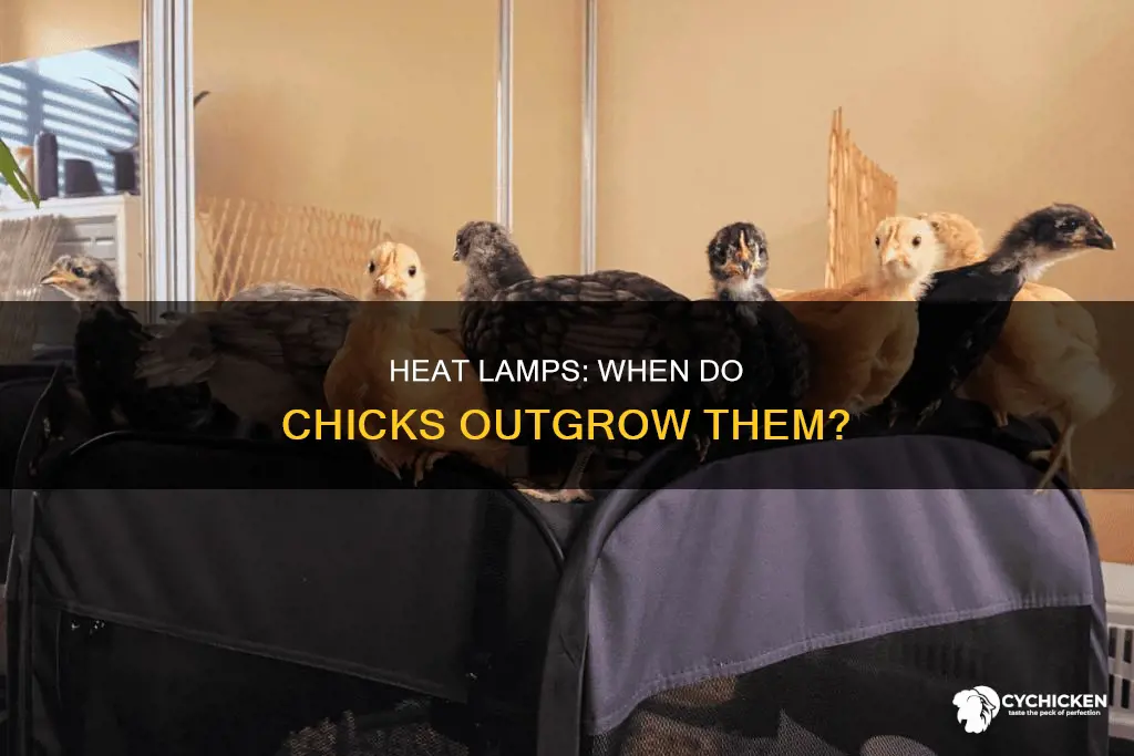what age do chicks not need a heat lamp