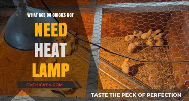 When Can Chicks Thrive Without a Heat Lamp? Age Guide