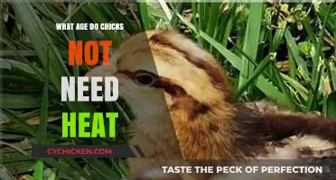 When Can Chicks Thrive Without Heat? A Guide for Poultry Keepers