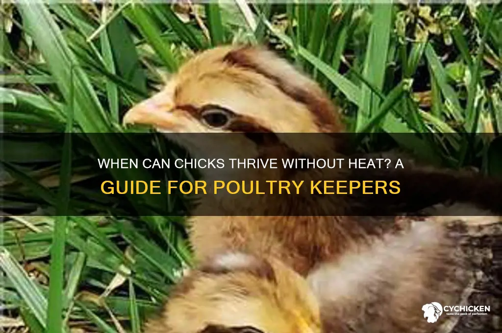 what age do chicks not need heat