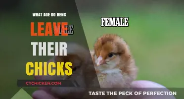 When Do Hens Let Go? Understanding Chick Independence Timeline