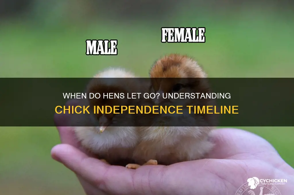 what age do hens leave their chicks