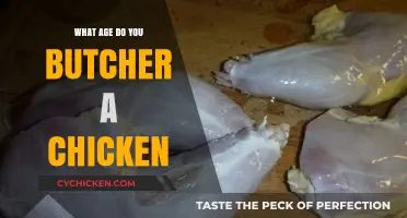 When to Butcher Chickens: Optimal Age for Quality and Yield