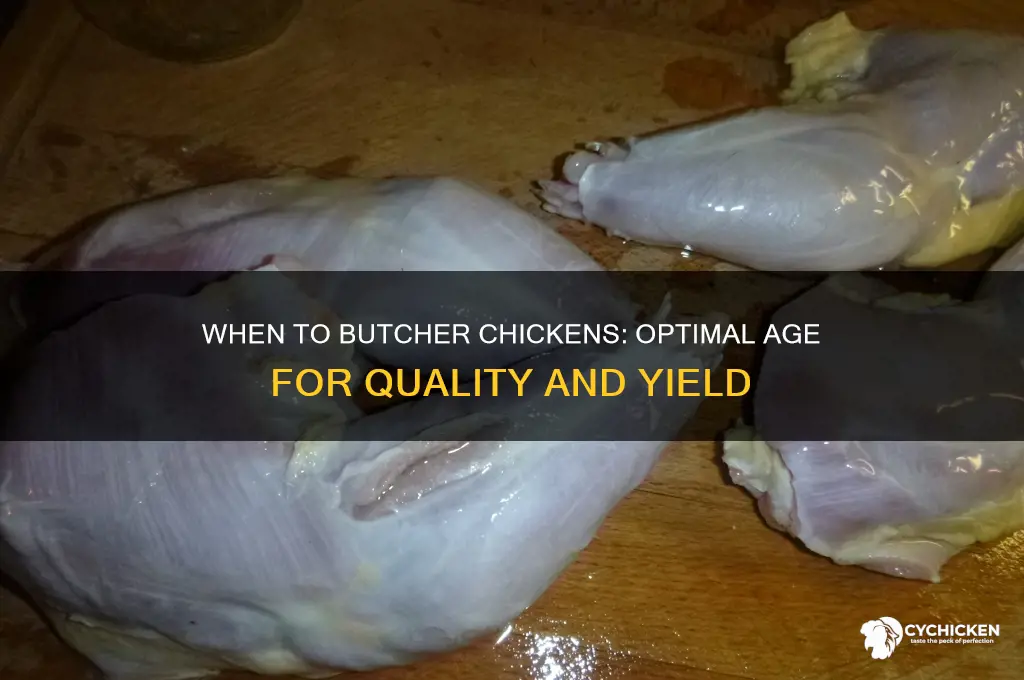 what age do you butcher a chicken