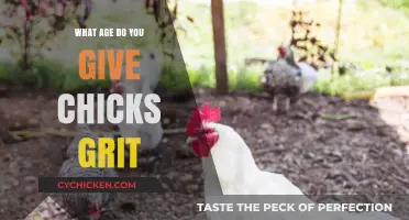 When to Introduce Grit to Chicks: A Complete Guide