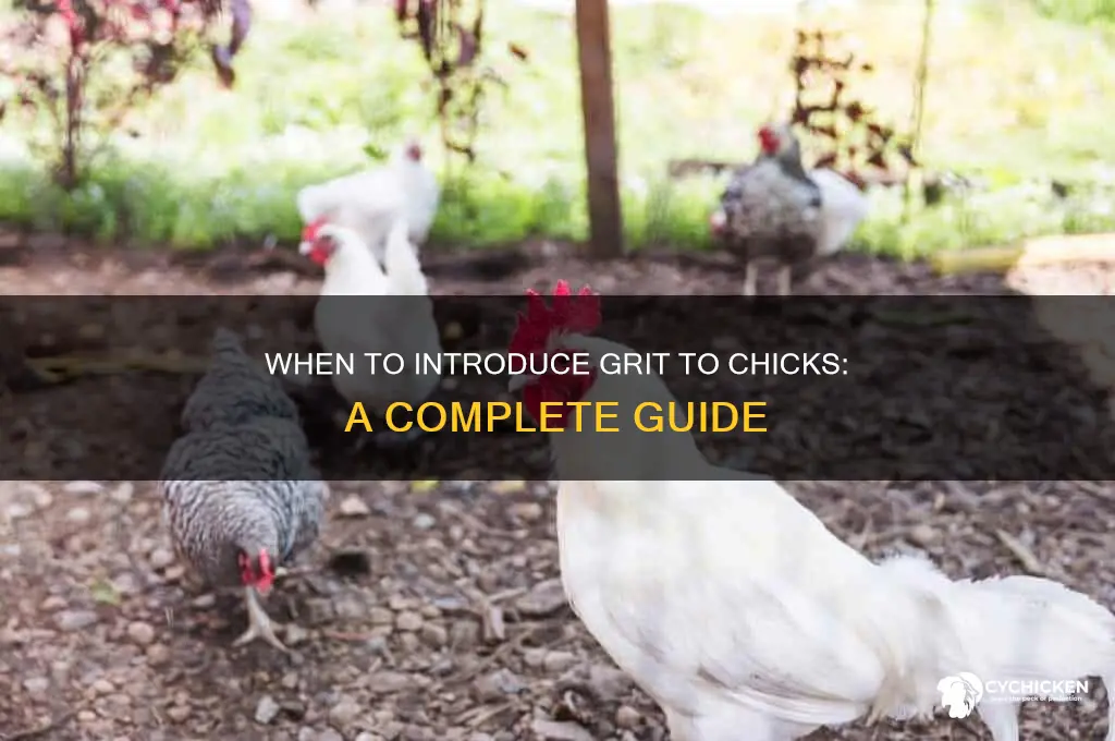 what age do you give chicks grit