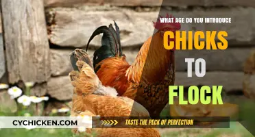 Introducing Chicks to the Flock: Timing and Best Practices for Success