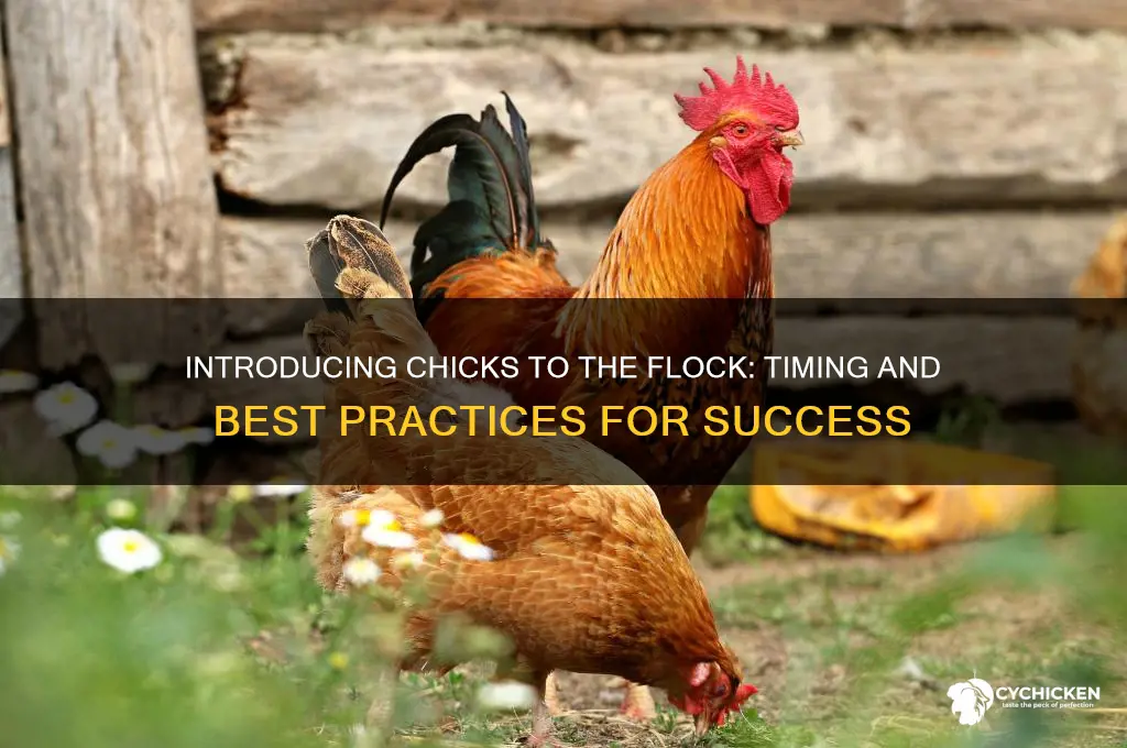 what age do you introduce chicks to flock