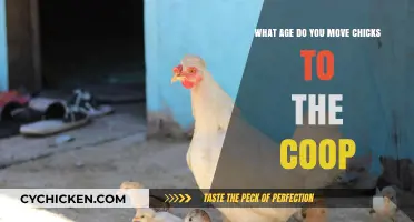 Coop Transition: The Ideal Age for Moving Chicks