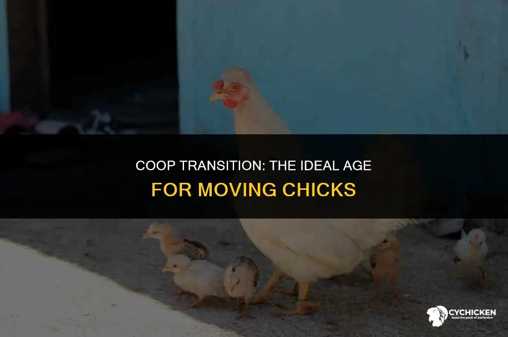 what age do you move chicks to the coop