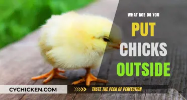 When Can Chicks Go Outside? A Guide for New Poultry Keepers