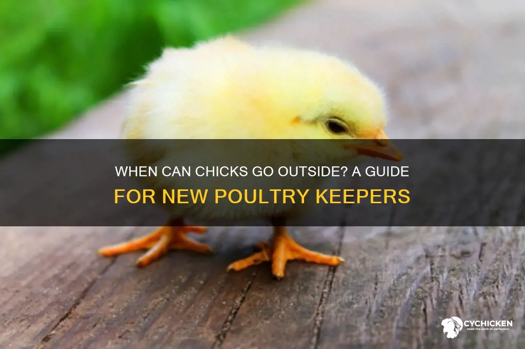 what age do you put chicks outside