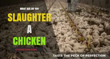 Optimal Age for Chicken Slaughter: A Comprehensive Guide for Farmers