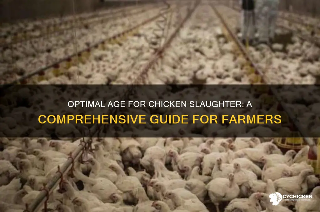 what age do you slaughter a chicken