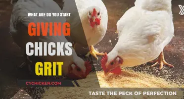 When to Introduce Grit to Baby Chicks: A Complete Guide