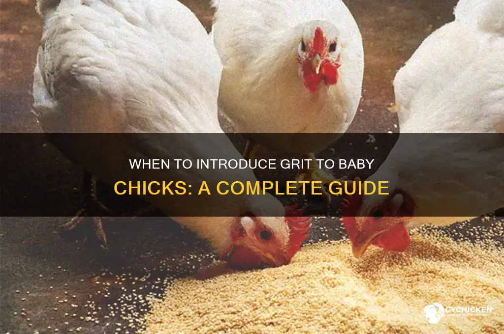 what age do you start giving chicks grit