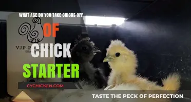 Transitioning Chicks: When to Switch from Starter Feed
