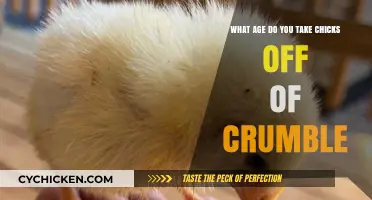 Best Time to Switch Your Chicks' Feed