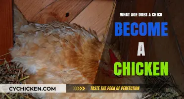 When Does a Chick Transform into a Chicken: A Timeline