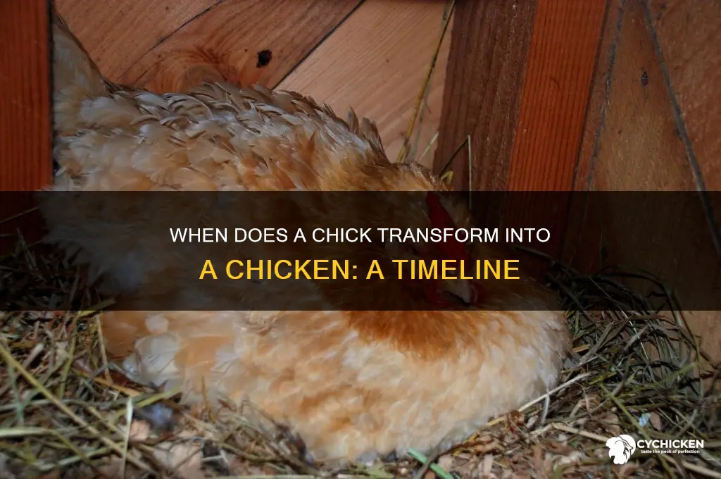 what age does a chick become a chicken
