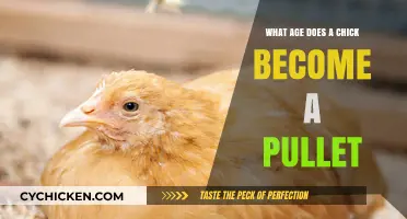 When Does a Chick Transition to a Pullet: Age Guide