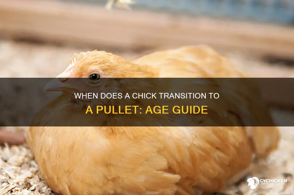 what age does a chick become a pullet