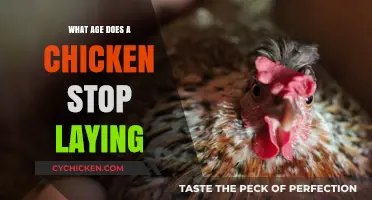 When Do Chickens Retire? Understanding Egg-Laying Lifespan and Decline