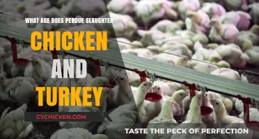 Perdue's Poultry Practices: Understanding Chicken and Turkey Slaughter Ages