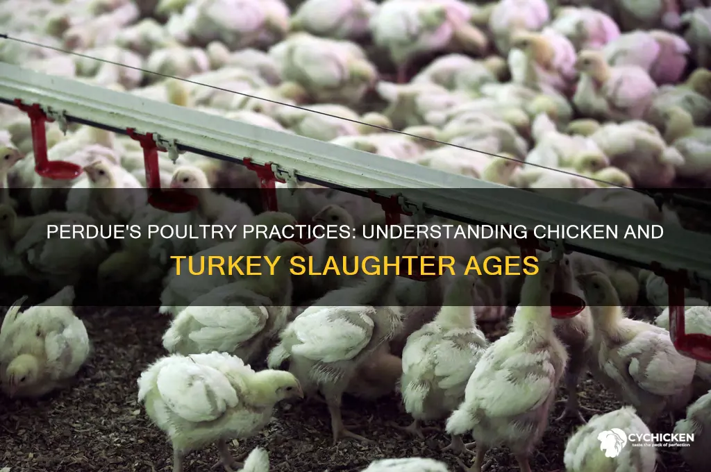 what age does perdue slaughter chicken and turkey