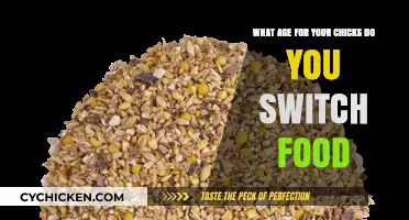 Feeding Chicks: When to Switch Their Diet